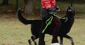 Black East European Shepherd Veo Dog Stock Footage Video (100% Royalty-free) 1097597229 | Shutterstock