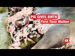 PIG Gives Birth for the First Time | Amazing 4K Footage
