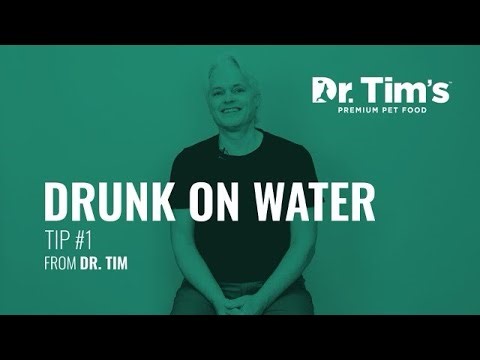 Can Dogs Drink Too Much Water? Signs of Water Intoxication in Dogs