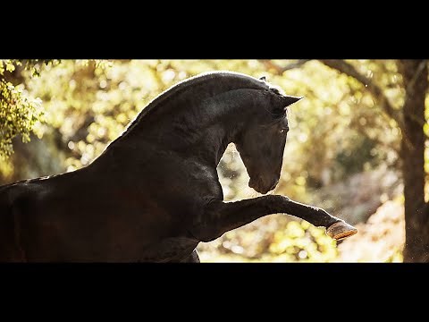|| Andalusian Horse Edit Video ||