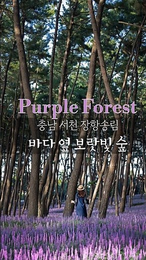 바다 옆 보랏빛 맥문동 숲 - 충남 서천여행 #장항송림자연휴양림 #여행 #travel #국내여행