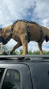 Sandlot flashbacks anyone… 😳😂❤️ #dog #viral #beast (most of you won’t read this anyways just react but the chain is plastic 🥴) | I am the HULK