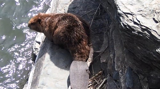 He spotted a huge beaver on the rocks - then it started watching him back