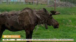 215K views · 5.8K reactions | The wood bison were declared extinct in the 1900s, until a tiny herd was found in a remote section of Canada. That discovery helped launch a new program that has reintroduced them in the U.S. Jeff Glor travels to Alaska Wildlife Conservation Center to see the giant animals up close. | CBS Mornings | Facebook