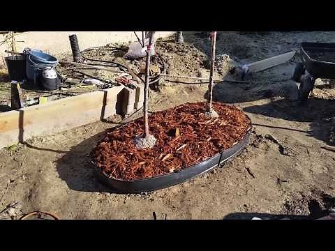 Royal Lee and Minnie Royal Cherry Tree High density planting