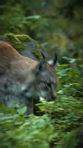 Don't let traditional pastoral farming disappear!