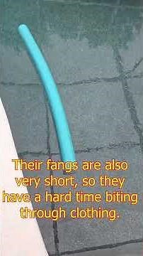 LIVE CORAL SNAKE FOUND IN POOL!!!