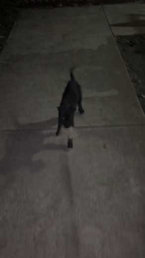 Late-night work with Akilo 💪🔥 While everyone sleeps, we put in the reps. Drive, focus, and that working mindset — built one session at a time.” #Band4BandK9 #FlirtPoleTraining #WorkingDogLife #DriveBuilding #NightSessions #DogTrainingLifestyle #TexasTrainer #BullHerder | Imek Berkley