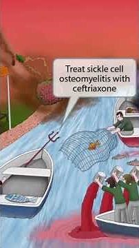 Salmonella Species — High-yield enteric bacteria every USMLE student must know