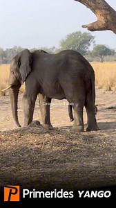 Bantu bakamina, we found a 5 legged elephant today in Musi O Tunya National Park. | Livingstone Times