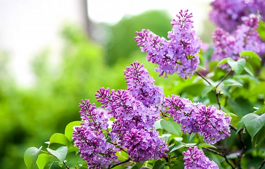 Lilacs: Meaning, Symbolism, and Proper Occasions