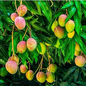 Watch Mango live plant on Amazon Live
