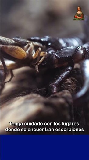 Tenga cuidado con los lugares donde se encuentran escorpiones