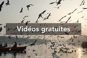 24 289+ Vidéos De Oiseau Libre de Droit, Clips Vidéo de Oiseau en 4K et HD