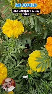 We Could - Jean Sheppard and Ray Pillow - Mesmerizing The Past With This Beautiful COUNTRY Classic song - TJYCM is keepin' REAL COUNTRY MUSIC alive #everyone #oldschool #countryclassics | The Jukebox, You, & Country Music