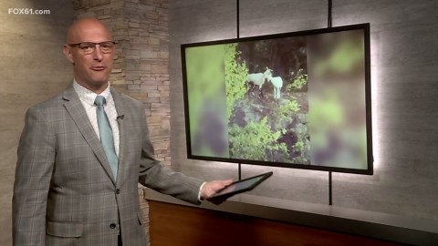 Connecticut goats escape from farm, settle near Interstate 95 and gain online fanbase