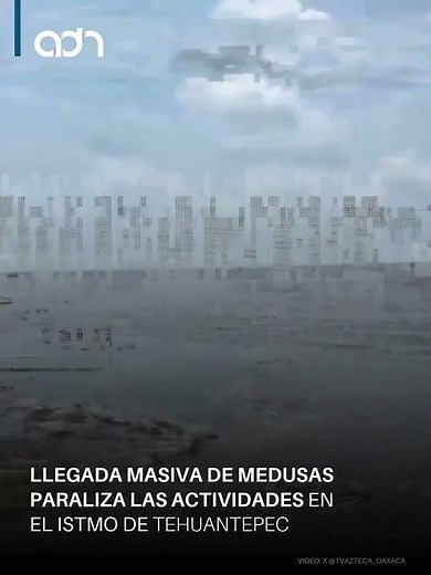 Alert in the Isthmus: The alarming arrival of jellyfish that halted fishing.