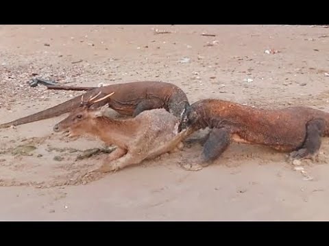 New ||| Komodo Dragons Attacks Deer Alive At Sunrise