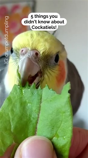 Cockatiel Lifespan - How Long Do Cockatiels Live?