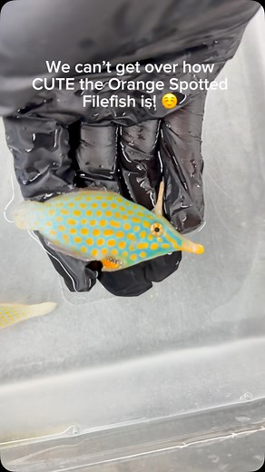 1.5K views · 16 reactions | Let us know what species of fish you...