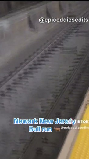 WATCH | Loose bull spotted on train tracks at Newark Penn Station in New Jersey