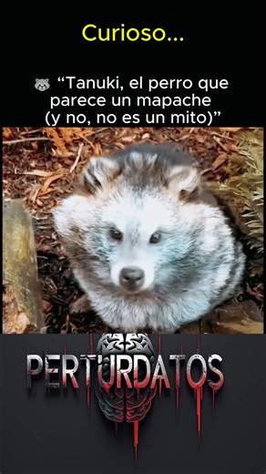 9.8K views · 176 reactions | No es un mapache. No es un zorro. Es un perro… que parece ambos. El Tanuki #datoscuriosos #datosperturbadores #tanuki #animales #naturaleza | PerturDatos | Facebook