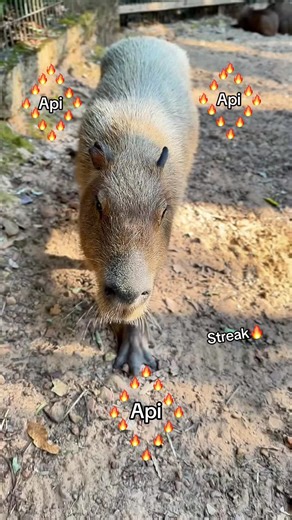 Tour thả thú và nhốt người tại VinWonders