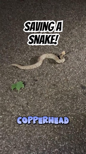 Cute snake and bugs! #snake #bug #insects #cute #cuteanimals
