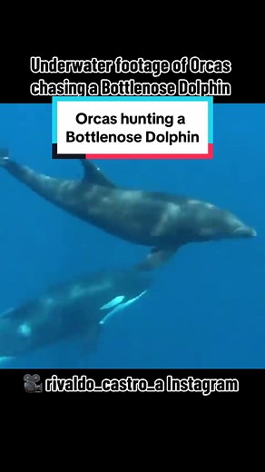 Orcas Hunting Bottlenose Dolphin: Underwater Footage Reveals Intense Chase