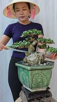 Ứng Bonsai | Connecting with fellow enthusiasts over Duối trees. Please contact Ứng at 0934 094 6...