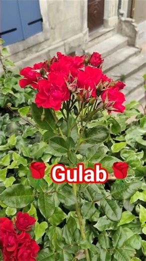🌹gulab🌹#gulab #nature #trendingshorts #shortsfeed #youtubeshorts #trendingshorts #satishbhaliyavlog