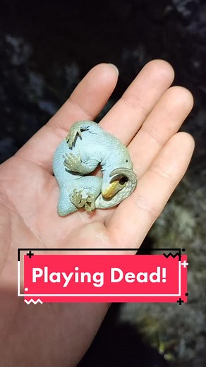 Gecko Playing Dead in New Zealand Wildlife