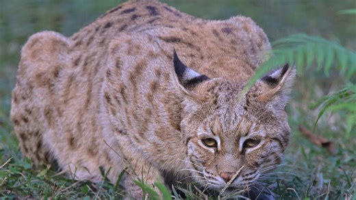 Alabama Hunter Ambushed By 'Giant Bobcat' While Turkey Hunting Thought He'd Been Hit By A Baseball Bat (Video)
