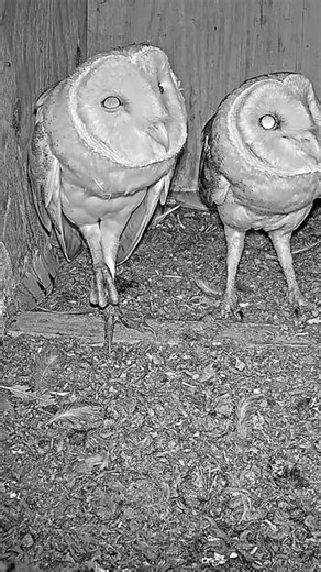 Excited Owl Pair! Male Calls Nonstop Inside Nest Box 🦉💬🎉
