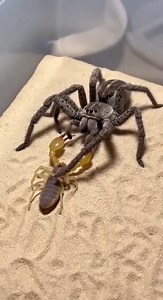 708K views · 3.3K reactions | Witness an intense real-life battle between a spider and a scorpion. This rare encounter captures surprising hunting instincts and survival strategies in the wild. Watch till the end to see who wins this shocking showdown!#SpiderAttack #ScorpionVsSpider #WildlifeBattle #NatureFight #AnimalFight #DangerousAnimals #SurvivalOfTheFittest #NatureDocumentary #InsectBattle #AmazingNature | SpiderVerse Wild | Facebook