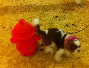 How to Housebreak an Older Dog