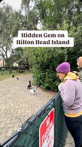 Hilton Head Island has a cat sanctuary! Send to the animal lover in your life and follow for more hidden gems on Hilton Head, SC. | Hilton Head Livin