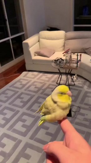 the yellow parrotlet Sprout on TikTok