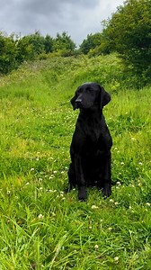 Luna , … #labradorretriever #chocolatelab #foxredlab #yellowlab #blacklabsquad #training #teampureflax #gundogtrainer #slingleygundogs #pickingupteam #instavideo | Slingley Gundogs