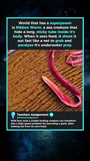 Ribbon Worm Is the deadliest worm to exist.