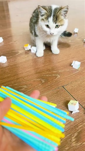 Cat waited 3 days for help 😿 #CatAndMe07 #CatRescue #Shorts #Emotional#Viral