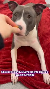 Help bust our longest shelter resident, Mama Libra, out of the shelter! All of Libra's puppies are now in foster homes and seeking their forever homes. Libra is a puppy at heart and is ready to find her own family, too! 🐶 1-2 years old 🐶 Mixed breed 🐶 LOVES everyone she meets 🐶 Destroyer of stuffies 🐶 Fetch champion 🐶 Food motivated 🐶 Can be leash reactive 🐶 May enjoy having another dog in the home with SLOW introductions 🐶 Wouldn't mind being the only dog in the home 🐶 No cats or smal