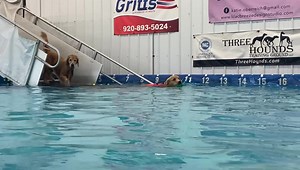 Cozy mugging for the camera ❤️ | Three Hounds Training Ground | Facebook