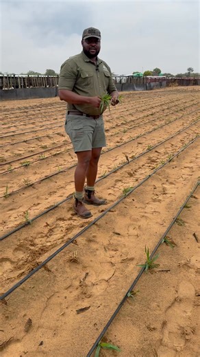 #Botswana must feed herself #Batswana must produce what they eat When it comes to agriculture, talking about it is one thing, but demonstrating it is another. Agriculture is a science, and science is not just about words, it is about experiments and results. That is why demonstration farms, both for crops and animal production, are crucial. They show us what works and what doesn't, and they help us learn and improve our practices. By demonstrating agricultural techniques and technologies on real