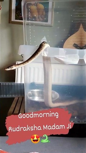 Morning Python Patrol