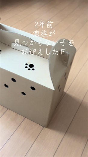 ミニチュアシュナウザーを迎えた日：家族になる子の見つけ方