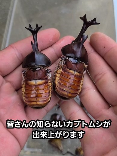 カブトムシの味をペットショップと野生で比較