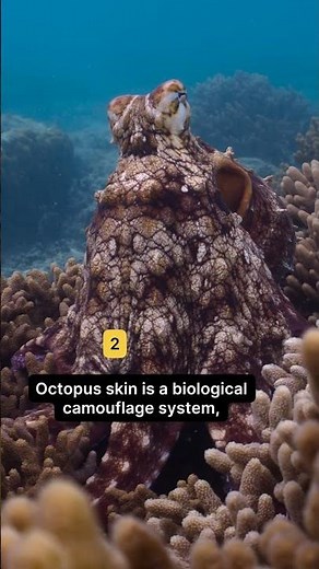 So many reasons to love an octopus 💛🐙 #SecretsOfTheOctopus