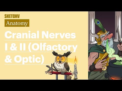 Cranial Nerve I and II (Anatomy) | USMLE Step 1 | Sketchy Medical