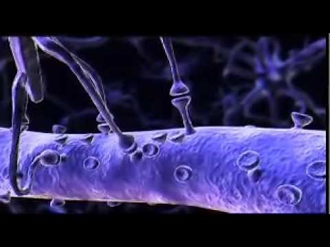 communication entre neurones